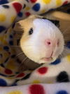 adoptable Dog in Royal Palm Beach, FL named Peppa & Bean (guinea pigs)