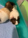 Peppa & Bean (guinea pigs)