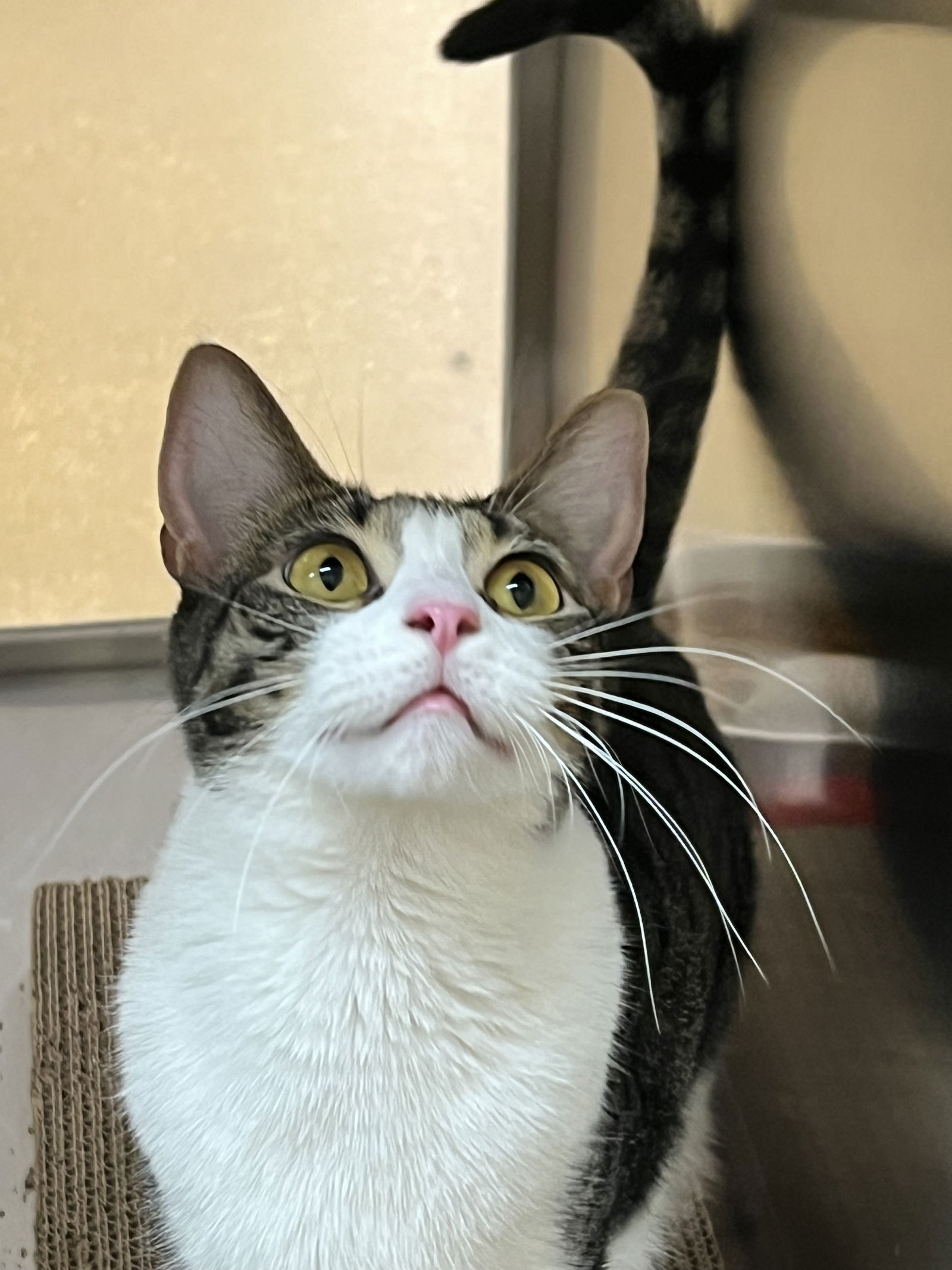adoptable Cat in Royal Palm Beach, FL named Hershey