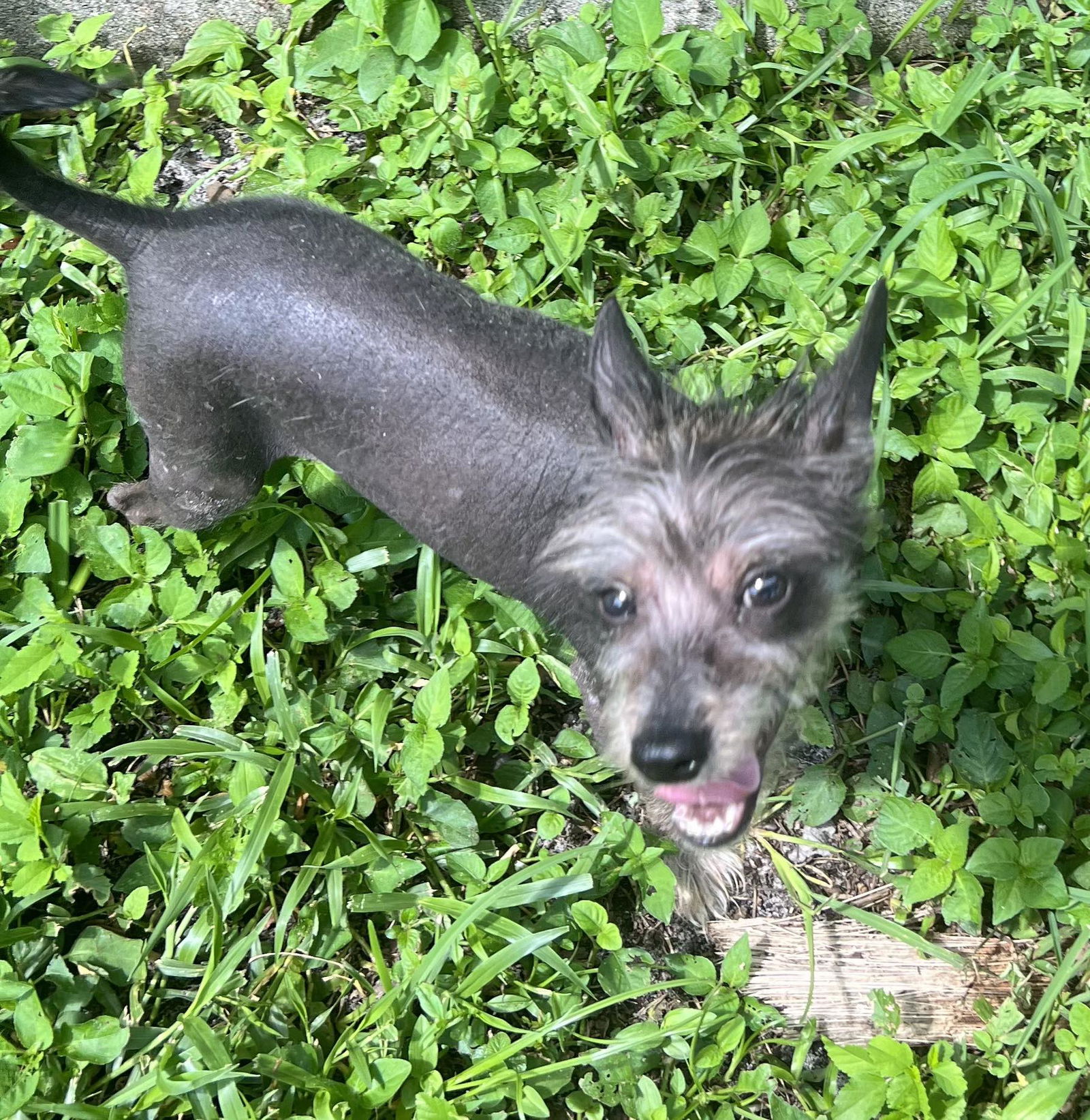 adoptable Dog in Royal Palm Beach, FL named Dobby