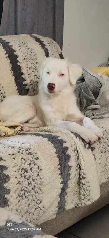 adoptable Dog in Royal Palm Beach, FL named Pudge