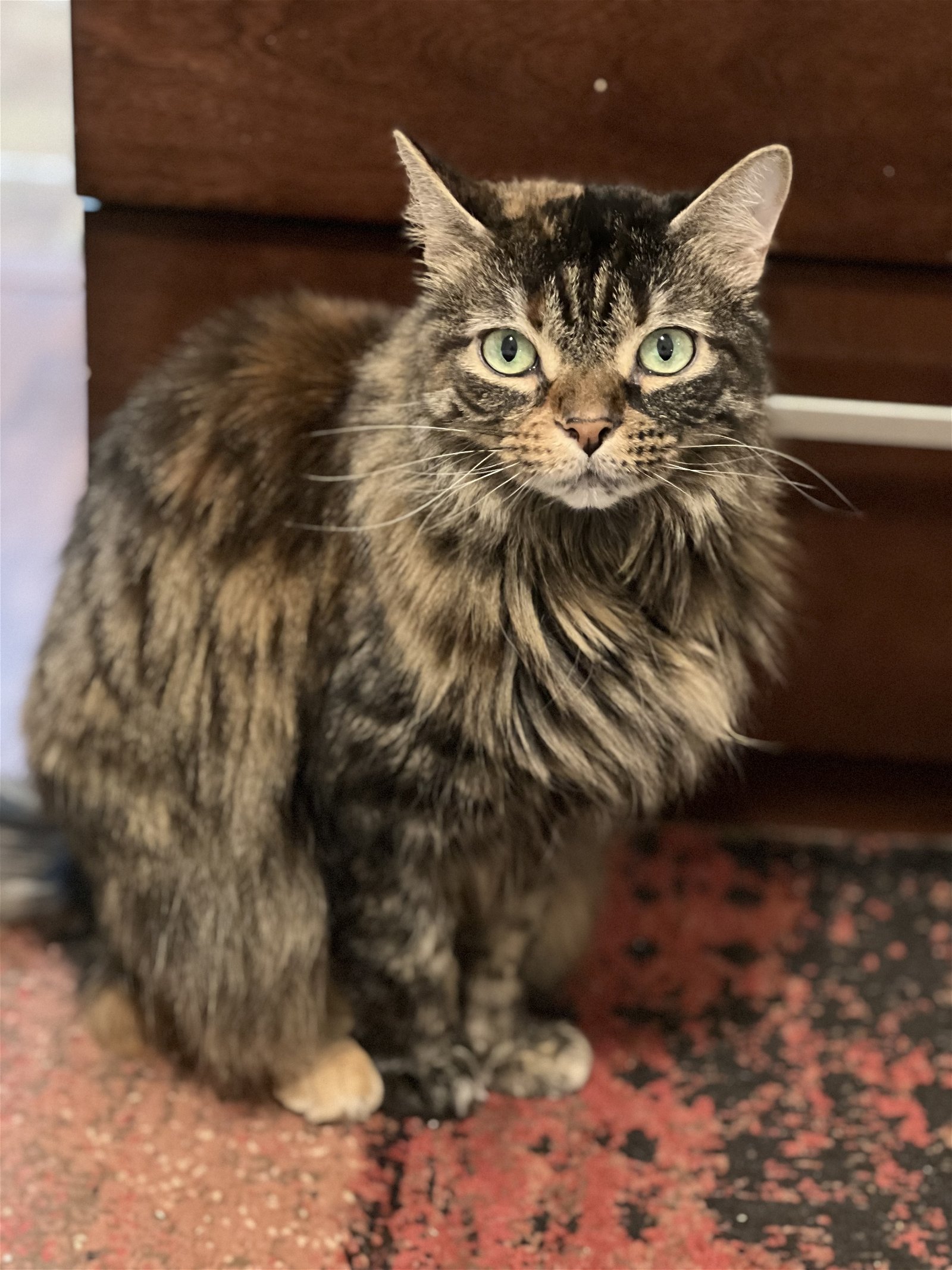 adoptable Cat in Oxford, MS named Piper