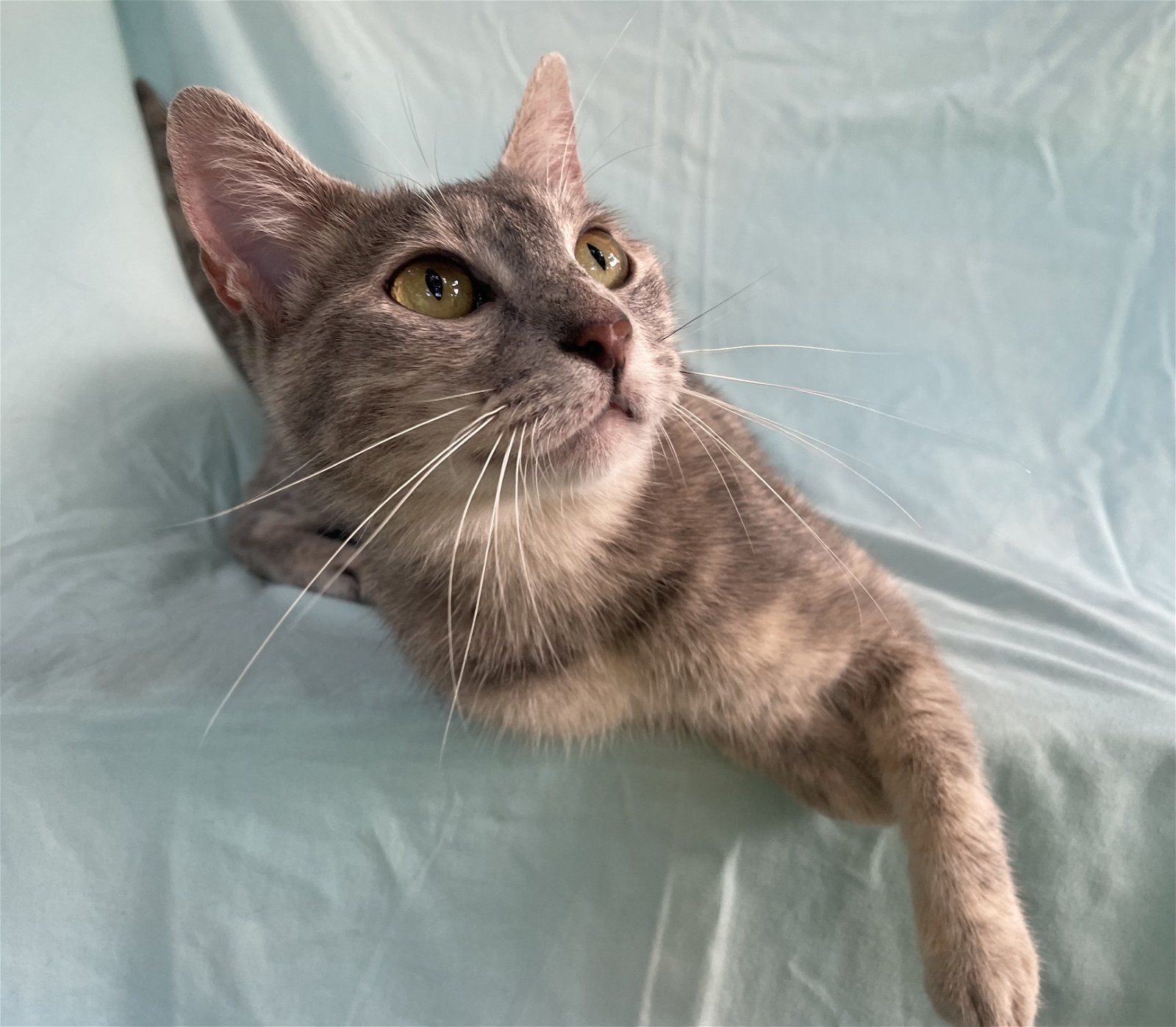 cats-for-adoption-in-pontotoc-mississippi-alpha-paw