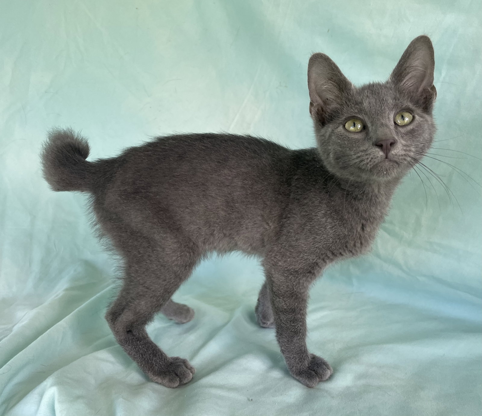 Cats for Adoption in Grenada County, Mississippi Alpha Paw