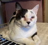 adoptable Cat in , MS named Amias - FIV+