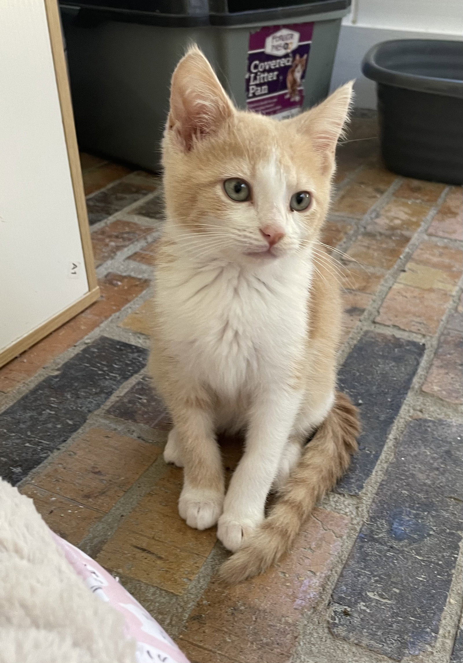 Cats for Adoption in Tupelo, Mississippi Alpha Paw