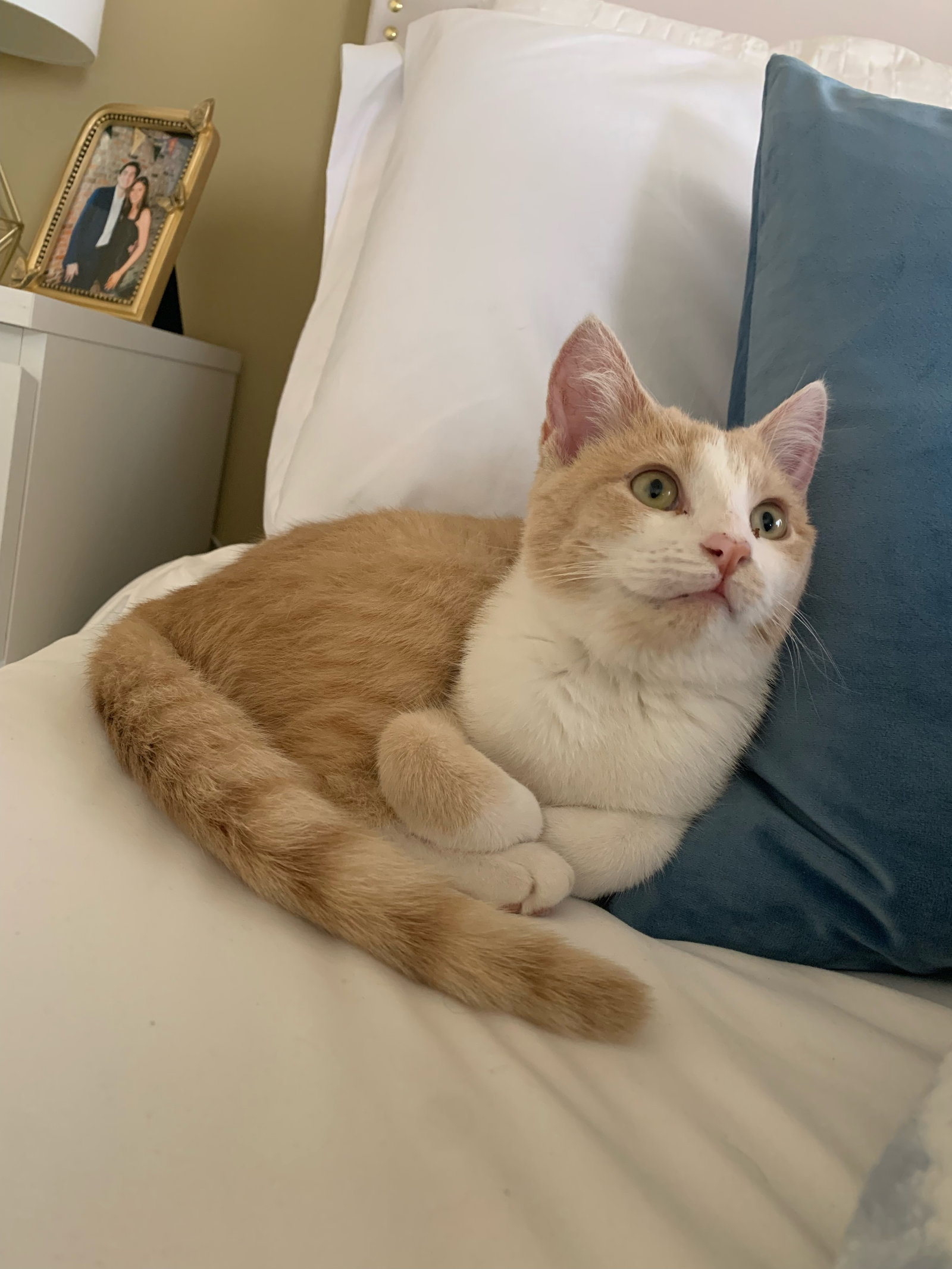 Cats for Adoption in Tupelo, Mississippi Alpha Paw