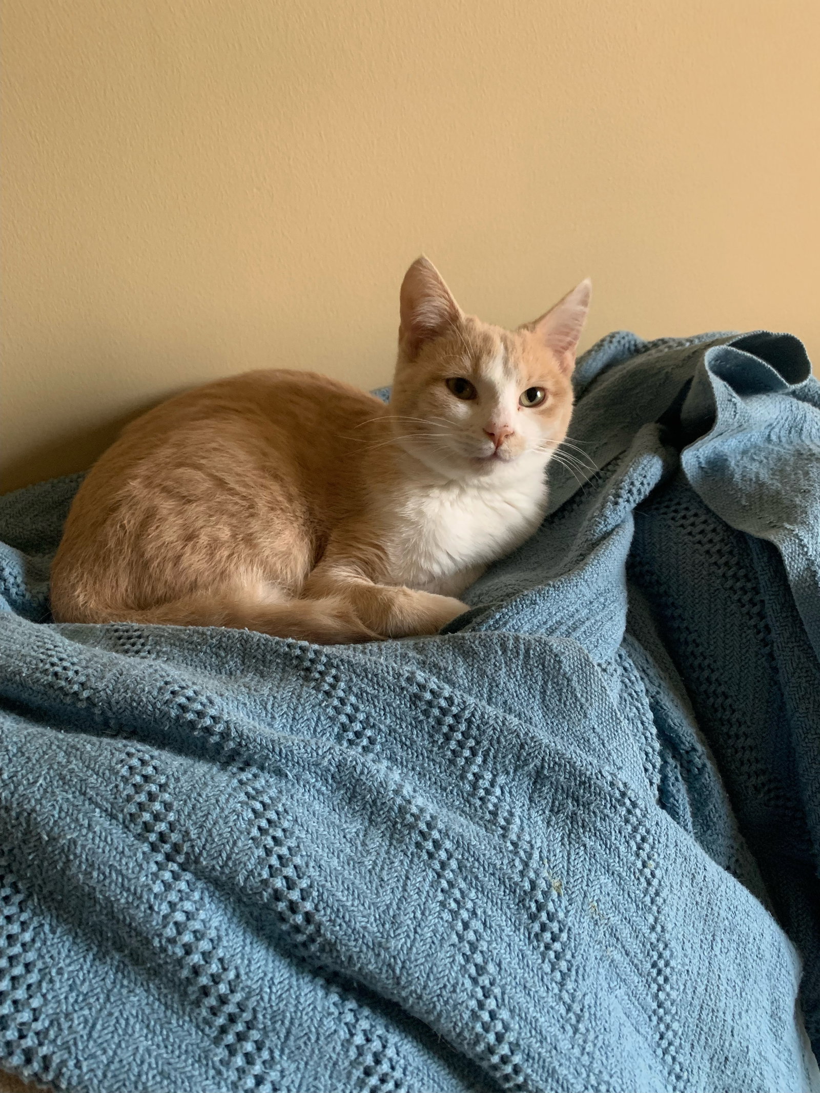 Cats for Adoption in Tupelo, Mississippi Alpha Paw