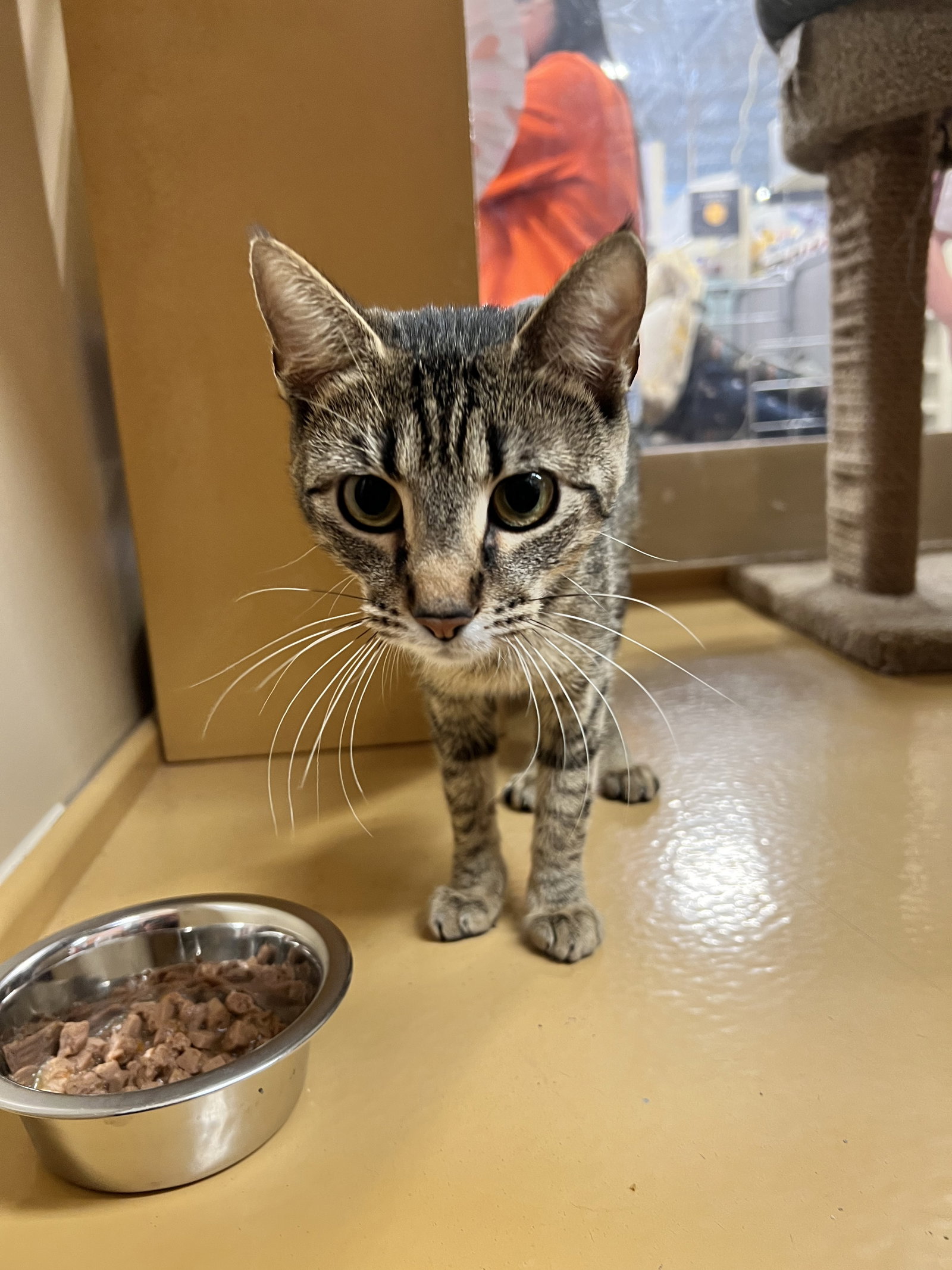 Cats for Adoption in Ripley, Mississippi Alpha Paw