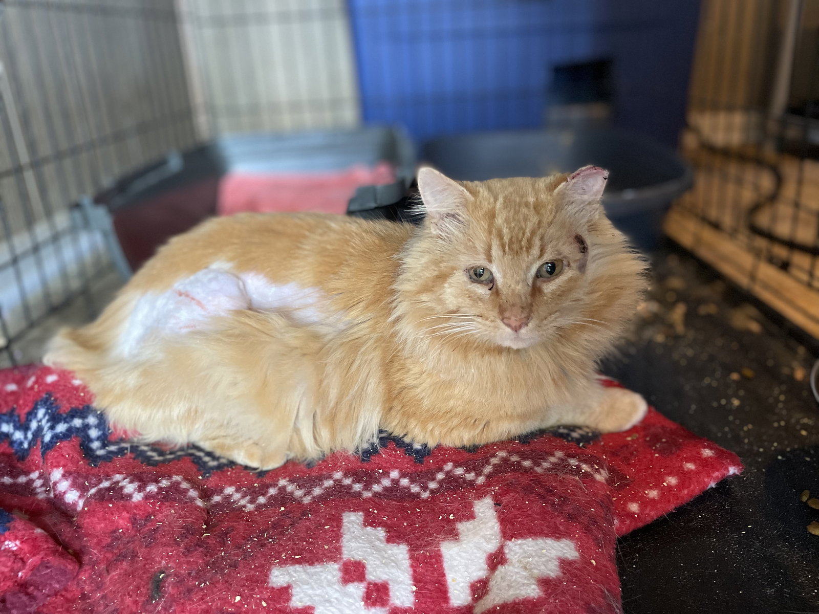 Cats for Adoption in Tupelo, Mississippi Alpha Paw