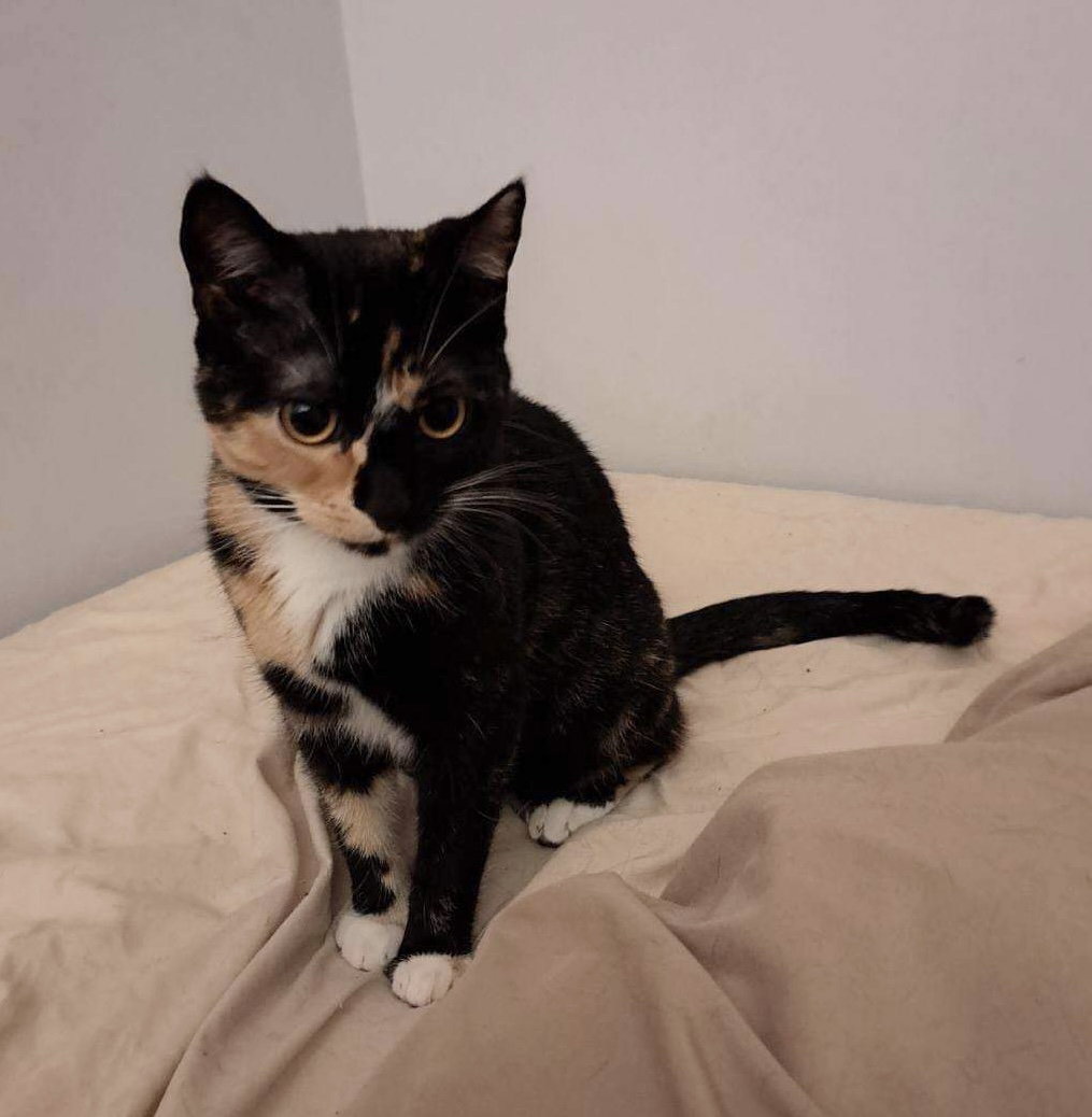 Cats for Adoption in Senatobia, Mississippi Alpha Paw