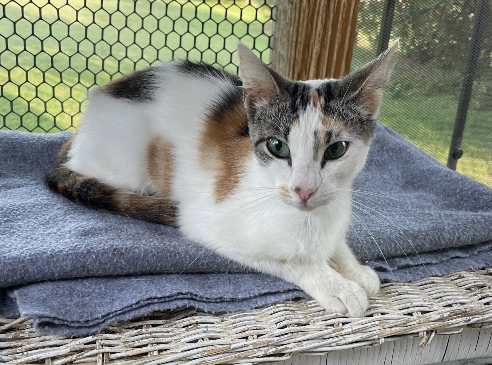 Cats for Adoption in Oxford, Mississippi Alpha Paw
