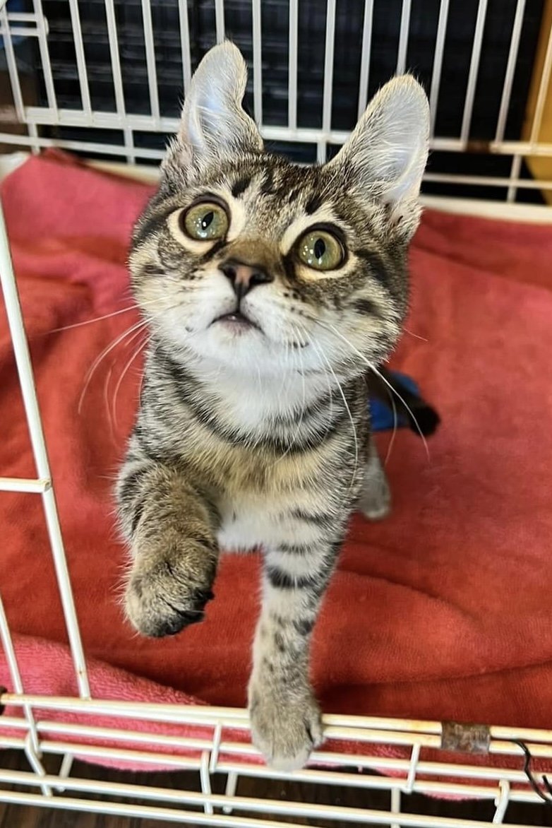 adoptable Cat in Oxford, MS named Cricket