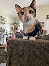 adoptable Cat in , MS named Chloe