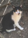 Expert Mouser - Photo 2