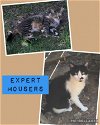adoptable Cat in oxford, MS named Expert Mouser