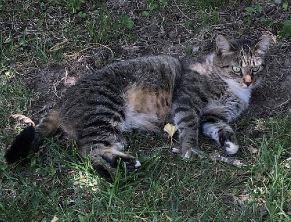 Expert Mouser