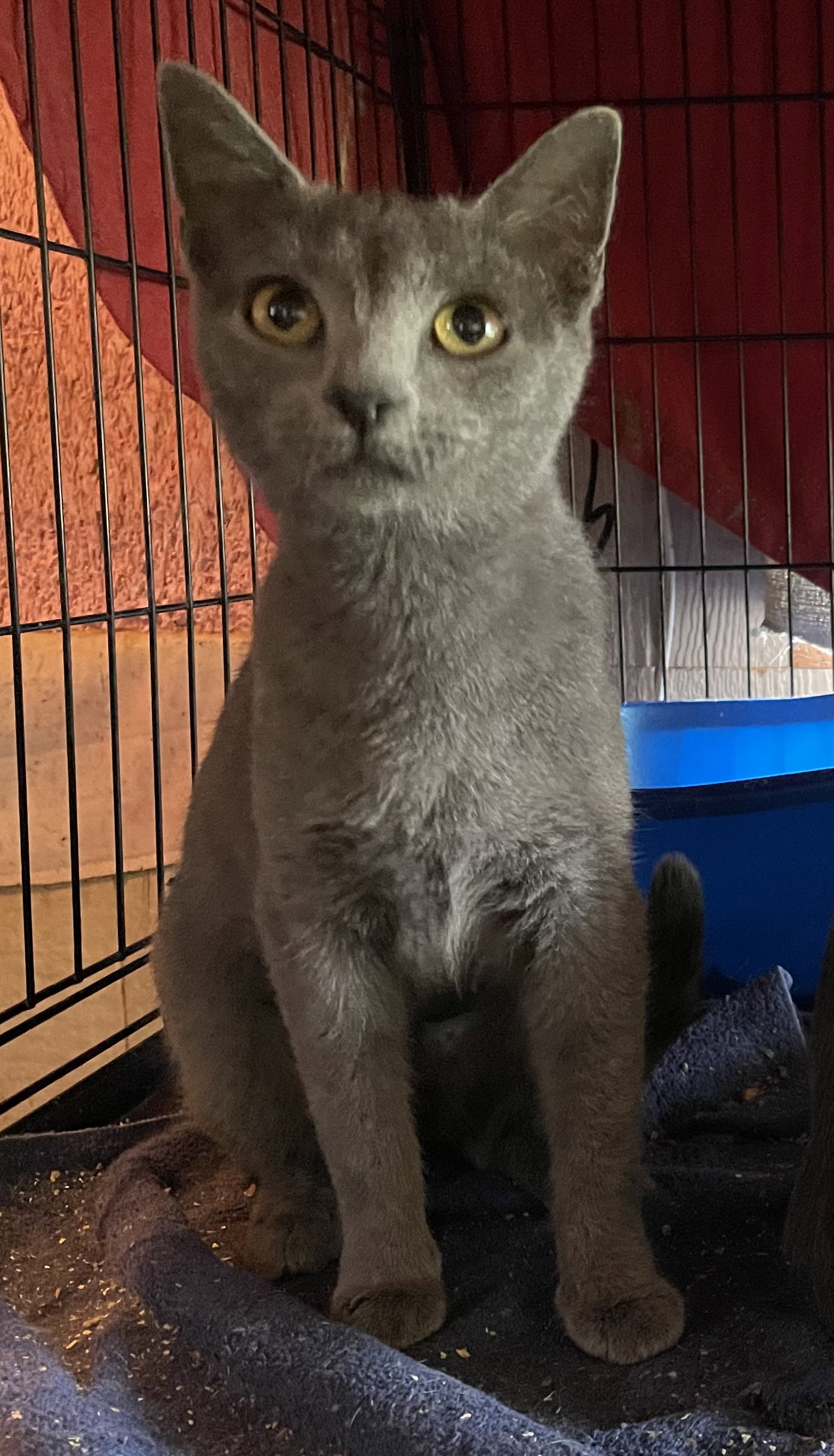 Cats for Adoption in Hernando, Mississippi Alpha Paw