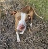 adoptable Dog in , MS named Chandler