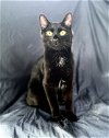 adoptable Cat in , MS named Coco