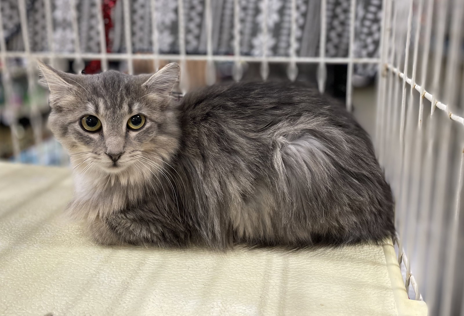 Cats for Adoption in Tate County, Mississippi Alpha Paw