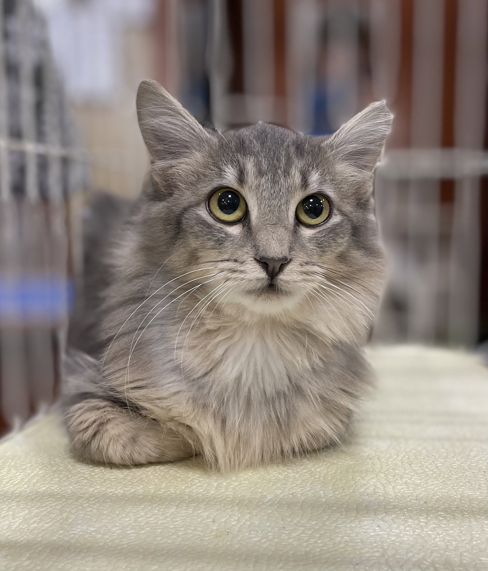Cats for Adoption in Tate County, Mississippi Alpha Paw