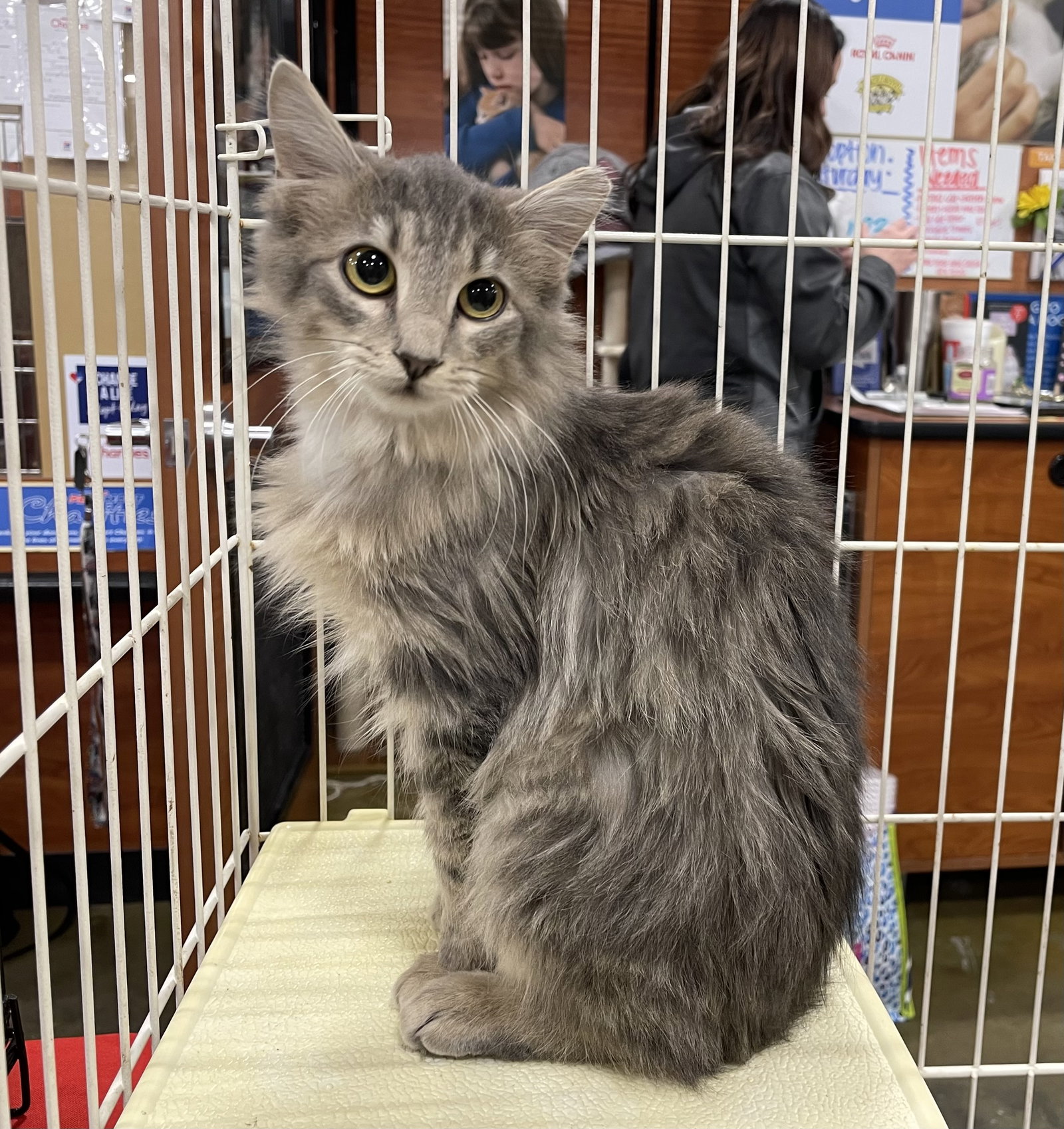 Cats for Adoption in Tate County, Mississippi Alpha Paw