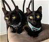 adoptable Cat in oxford, ms, MS named Toddney and Lily