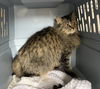 adoptable Cat in  named Lynzie