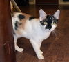 adoptable Cat in  named GiGi GW