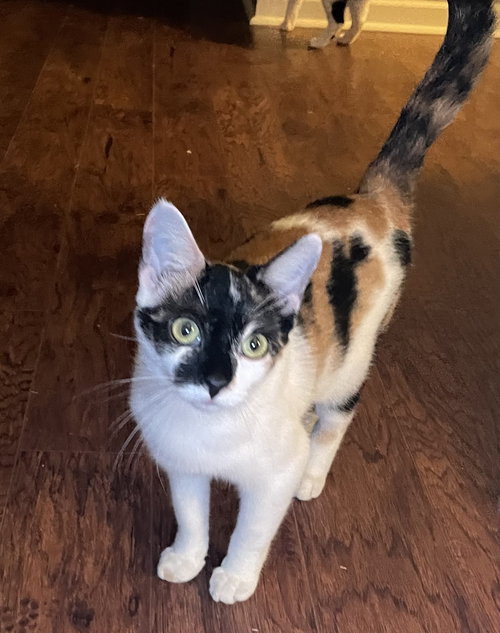 GIGI GW - Calico / Domestic Short Hair available for adoption