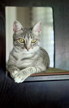 adoptable Cat in oxford, MS named Tabitha