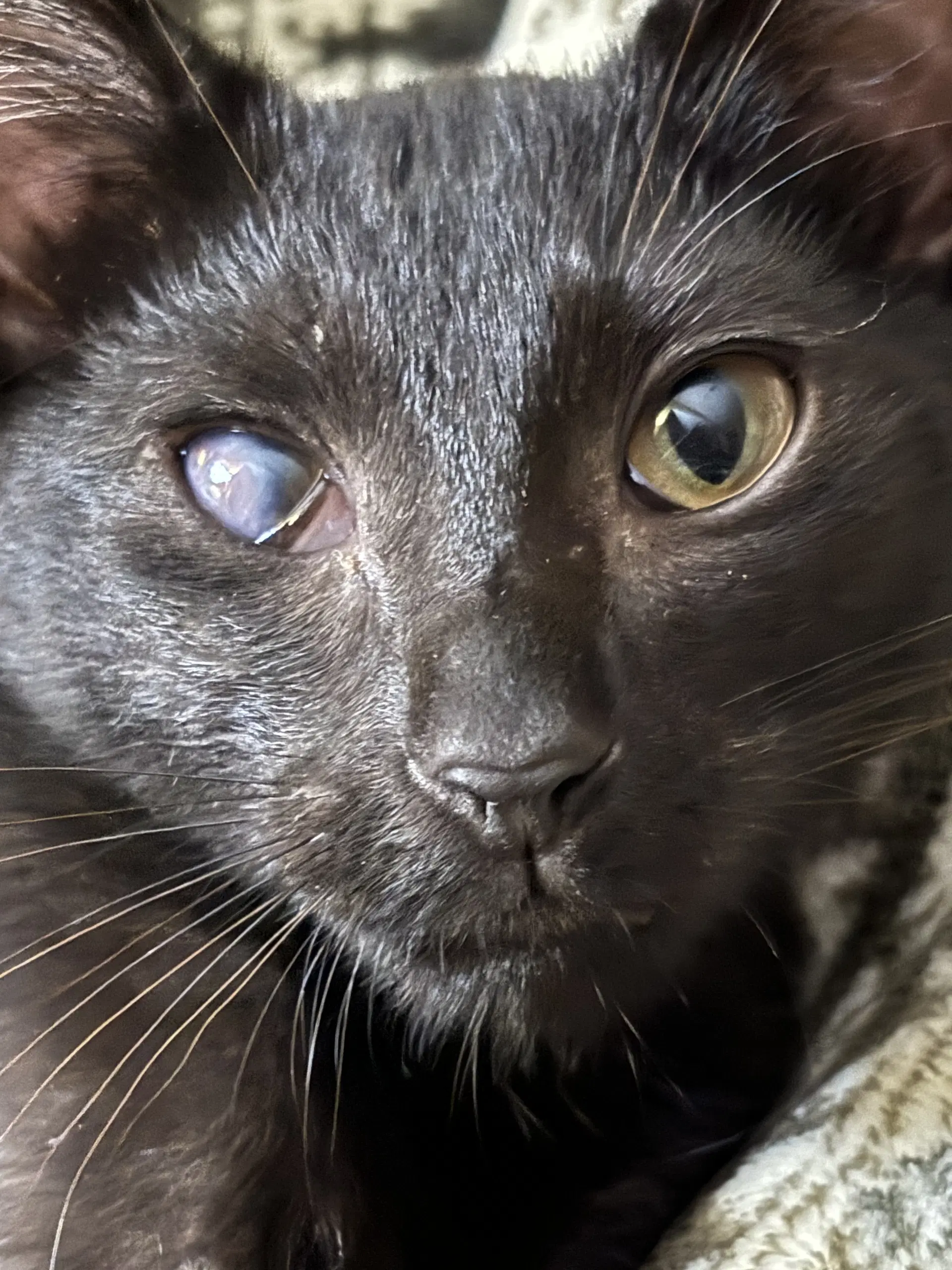 Noof - Domestic Short Hair