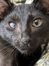 adoptable Cat in , MS named Noof