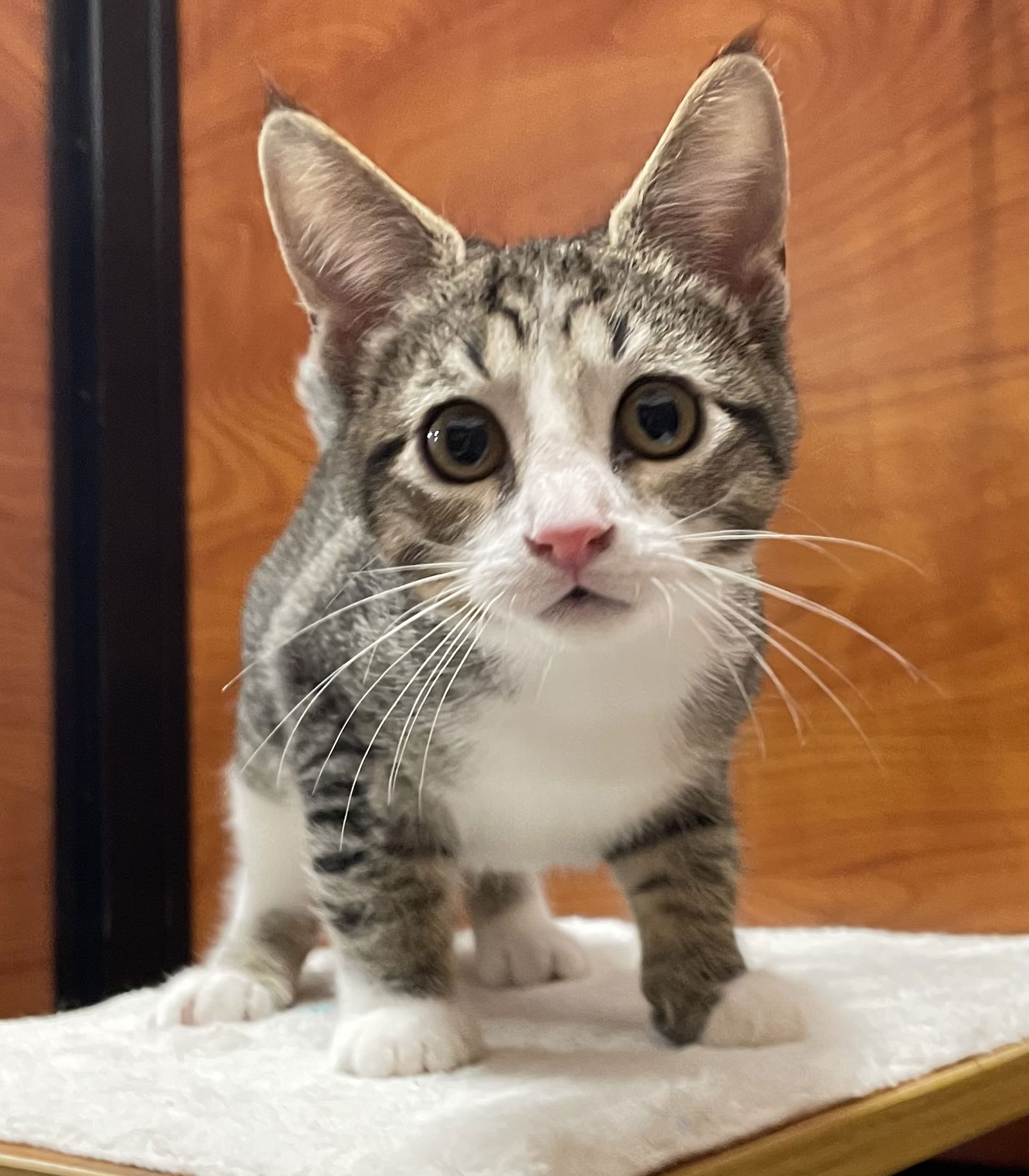 adoptable Cat in Oxford, MS named Malki Nubtail