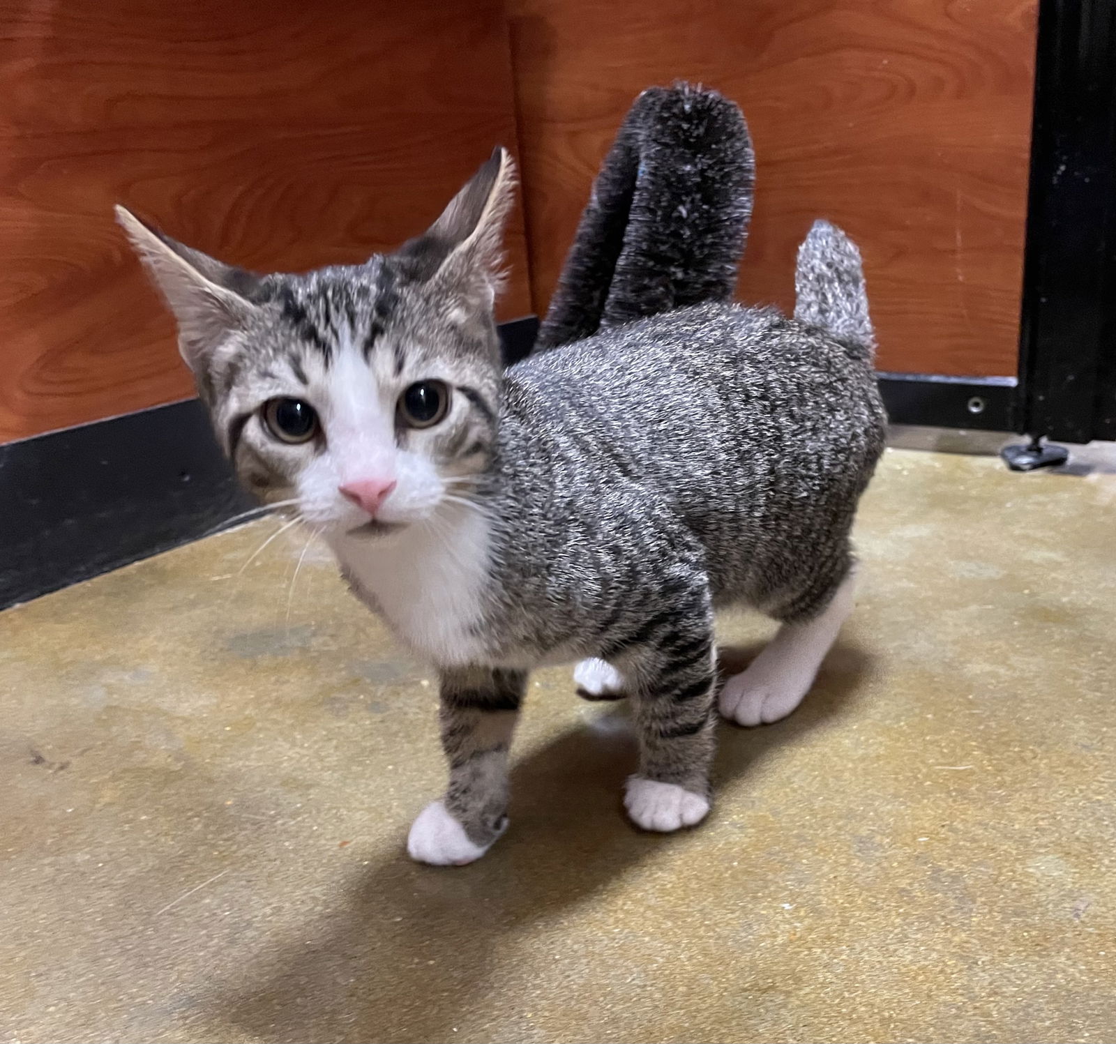 adoptable Cat in Oxford, MS named Erlind Nubtail