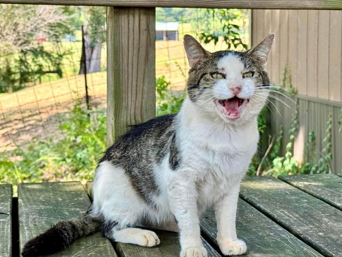adoptable Cat in NW Jr College, MS named Otis FIV(+)