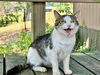 adoptable Cat in  named Otis FIV(+)