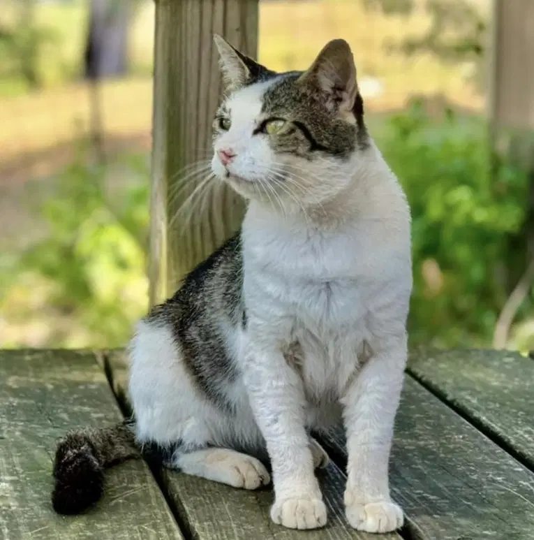 Otis Fiv image 2