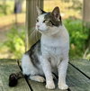 Otis FIV(+) - Photo 2