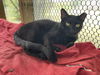 adoptable Cat in , MS named B.C.