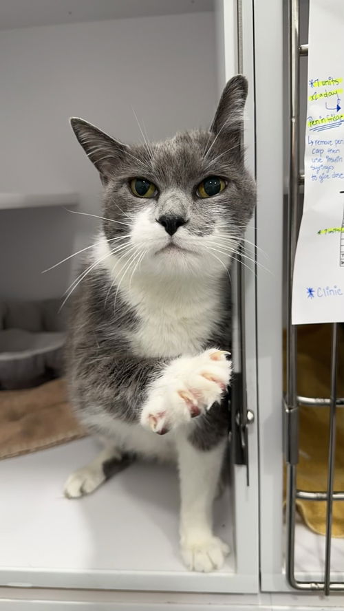 picture of the cat needing adoption