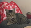 adoptable Cat in  named Tony Moll