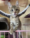 adoptable Cat in , MS named Louisa