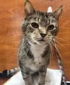 adoptable Cat in , MS named Sawyer