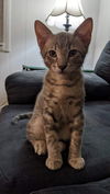 adoptable Cat in , MS named Henry