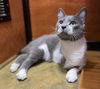 adoptable Cat in  named Timone_Tripod