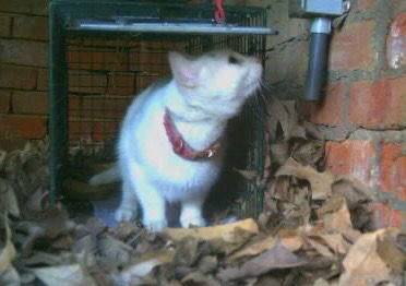 animal-image