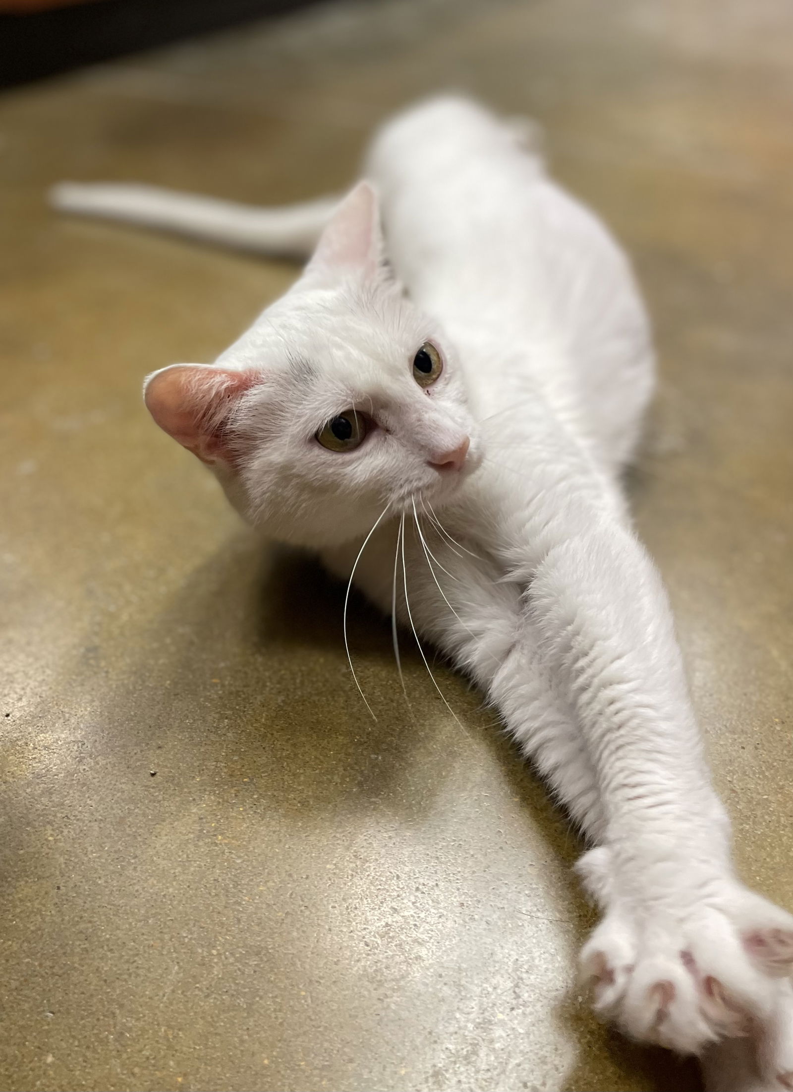 adoptable Cat in NW Jr College, MS named Lana