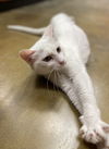 adoptable Cat in , MS named Lana